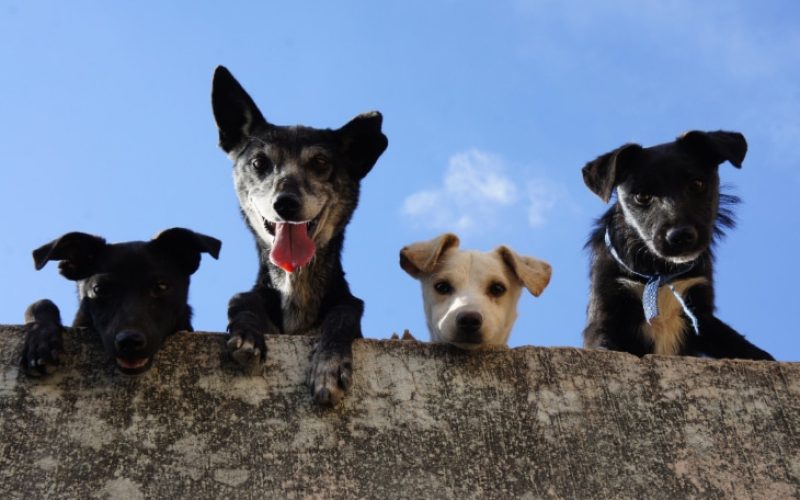 hunde